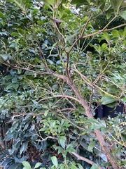 Pieris japonica japonica