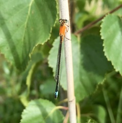 Ischnura aralensis