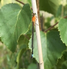 Ischnura aralensis