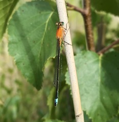 Ischnura aralensis