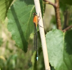 Ischnura aralensis