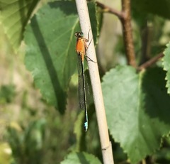 Ischnura aralensis