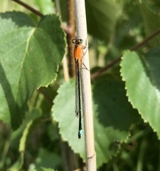 Ischnura aralensis