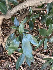 Aucuba japonica