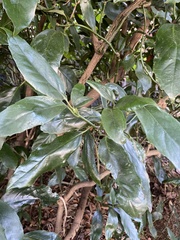 Aucuba japonica