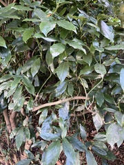Aucuba japonica
