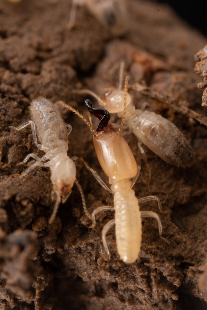 Pericapritermes-group Termites