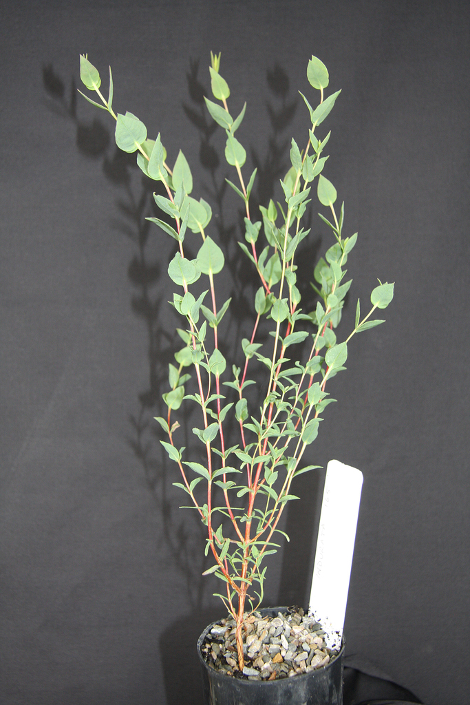 Eucalyptus indurata