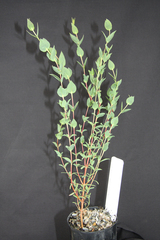 Eucalyptus indurata