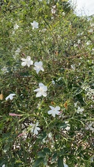 Jasminum grandiflorum
