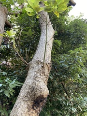 Machilus thunbergii