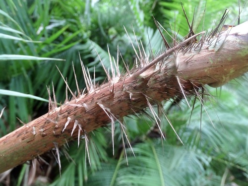 Calamus melanochaetes