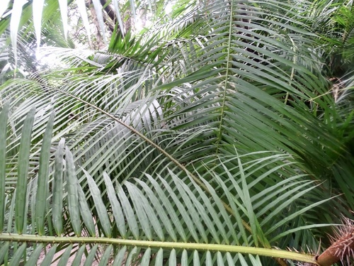 Calamus melanochaetes, photograph 1