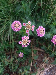 Lantana camara