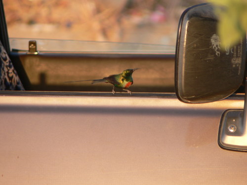 Beautiful Sunbird (Cinnyris pulchellus)