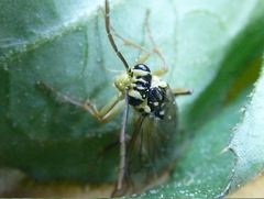 Aglaostigma discolor