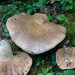 Lactarius cascadensis - Photo (c) Danny Miller, some rights reserved (CC BY-NC), uploaded by Danny Miller