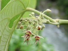 Byttneria grandifolia