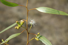 Eucalyptus dundasii