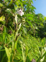 Sesamum indicum