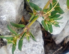 Euphorbia maculata