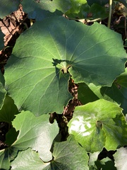 Farfugium japonicum