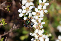 Xylocopa bombylans