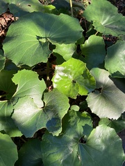 Farfugium japonicum