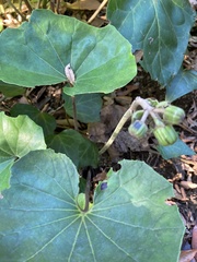 Farfugium japonicum