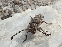 Cloniocerus muellerae