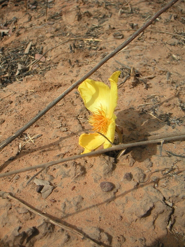 Cochlospermum tinctorium