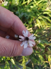 Microbotryum lychnidis-dioicae