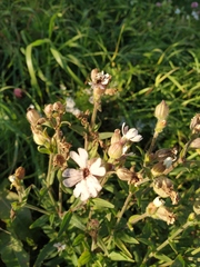 Microbotryum lychnidis-dioicae