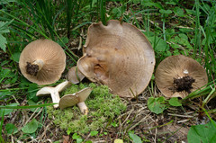 Lactarius cascadensis