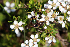 Xylocopa bombylans