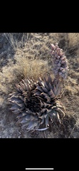 Aloe claviflora