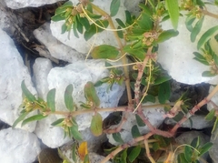Euphorbia maculata