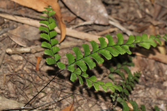 Adiantum diaphanum