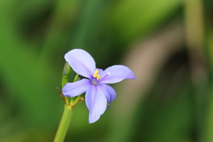 Patersonia occidentalis
