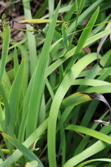 Patersonia occidentalis