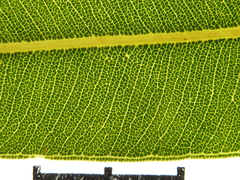 Corymbia hendersonii