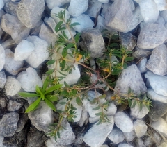 Euphorbia maculata
