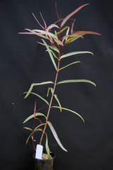 Corymbia hendersonii