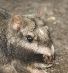 Argentine Plains Viscacha photo 4