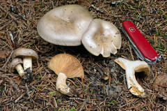 Lactarius vietus