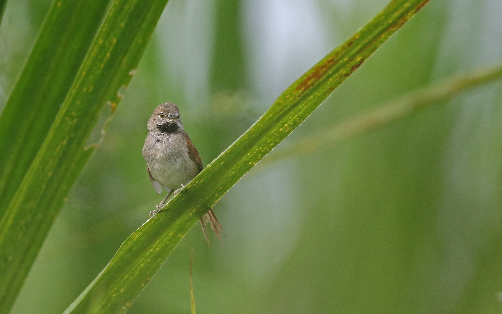 White-bellied Spinetail illustration