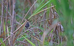 Cnemotriccus fuscatus