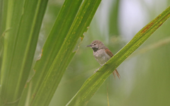 Mazaria propinqua