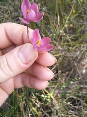 Thelymitra × irregularis