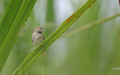 Mazaria propinqua
